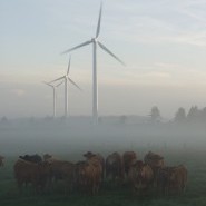 Køer på græs, natur